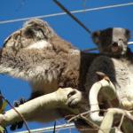 Raymond Island - Koalas